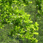 Le Pays accompagne la forêt !